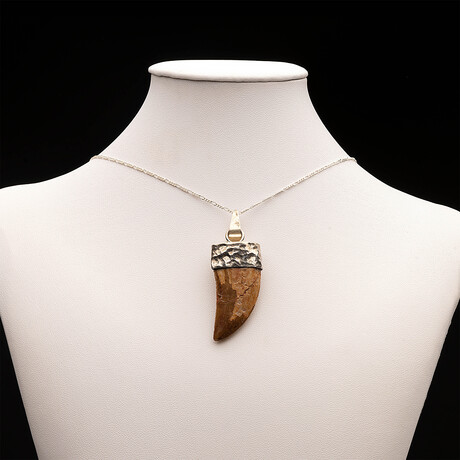 African T. Rex Tooth Pendant // 12.06 Grams