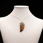 African T. Rex Tooth Pendant // 12.06 Grams