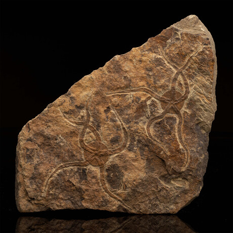 Starfish Fossil Plate // 3.5 Lb.