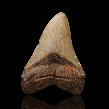 Megalodon Tooth // 4.6" High