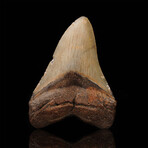 Megalodon Tooth // 4.6" High