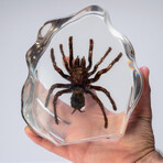 Genuine Tarantula in Lucite Freeform