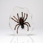 Genuine Tarantula in Lucite Freeform