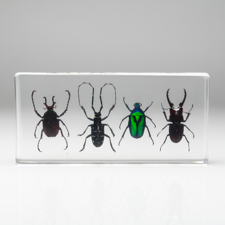 4 Genuine Beetles in Lucite // Antler, Long-Horned, Green Chafer, Stag