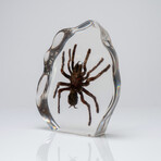 Genuine Tarantula in Lucite Freeform