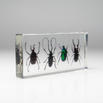 4 Genuine Beetles in Lucite // Antler, Long-Horned, Green Chafer, Stag