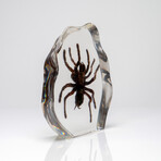 Genuine Tarantula in Lucite Freeform