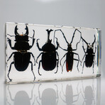 4 Genuine Beetles in Lucite // 2 Stags, Rhinoceros Beetle, Long-Horn