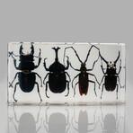 4 Genuine Beetles in Lucite // 2 Stags, Rhinoceros Beetle, Long-Horn