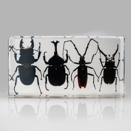 4 Genuine Beetles in Lucite // 2 Stags, Rhinoceros Beetle, Long-Horn