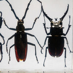 4 Genuine Beetles in Lucite // 2 Stags, Rhinoceros Beetle, Long-Horn