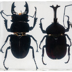 4 Genuine Beetles in Lucite // 2 Stags, Rhinoceros Beetle, Long-Horn