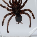 Genuine Tarantula in Lucite Freeform