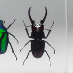 4 Genuine Beetles in Lucite // Antler, Long-Horned, Green Chafer, Stag