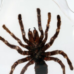 Genuine Tarantula in Lucite Freeform