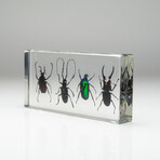 4 Genuine Beetles in Lucite // Antler, Long-Horned, Green Chafer, Stag