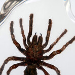 Genuine Tarantula in Lucite Freeform