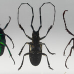 4 Genuine Beetles in Lucite // Antler, Long-Horned, Green Chafer, Stag