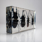 4 Genuine Beetles in Lucite // 2 Stags, Rhinoceros Beetle, Long-Horn