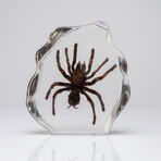 Genuine Tarantula in Lucite Freeform