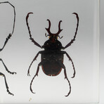 4 Genuine Beetles in Lucite // Antler, Long-Horned, Green Chafer, Stag