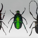 4 Genuine Beetles in Lucite // Antler, Long-Horned, Green Chafer, Stag