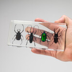 4 Genuine Beetles in Lucite // Antler, Long-Horned, Green Chafer, Stag