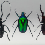 4 Genuine Beetles in Lucite // Antler, Long-Horned, Green Chafer, Stag