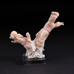 Genuine Angel Skin Coral Hand Carving