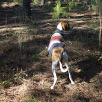 Pendleton National Park Dog Coat // Acadia (X-Small)