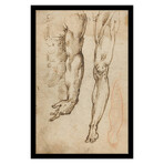 Anatomical Studies by Domenico Beccafumi (15"H x 18"W x 2"D)