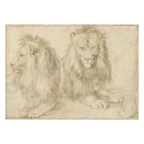 Two Seated Lion 1521 by Albrecht Durer (15"H x 18"W x 2"D)