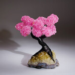 Genuine Rose Quartz Clustered Gemstone Tree on Citrine Matrix // The Comfort Tree // 3.7lb