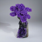 Amethyst Clustered Gemstone Tree on Amethyst Matrix // The Protection Tree // 2.6lb