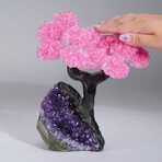 Genuine Rose Quartz Clustered Gemstone Tree on Amethyst matrix // The Love Tree // 3.4lb