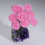 Genuine Rose Quartz Clustered Gemstone Tree on Amethyst matrix // The Love Tree // 3.6lb