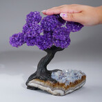 Genuine Amethyst Clustered Gemstone Tree on Snow Quartz & Citrine Matrix