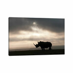 White Rhinoceros At Sunset, Solio Game Reserve, Kenya by Tui De Roy (12"H x 18"W x 1.5"D)