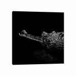 Gavial In Black & White by Lukas Holas (12"H x 12"W x 1.5"D)