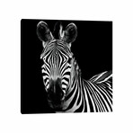 Zebra II by Debra Van Swearingen (12"H x 12"W x 1.5"D)