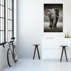 Elephant Approach From the Front by Johan Swanepoel (18"H x 12"W x 1.5"D)