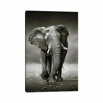 Elephant Approach From the Front by Johan Swanepoel (18"H x 12"W x 1.5"D)