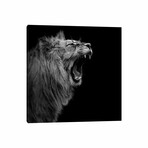 Lion In Black & White I by Lukas Holas (12"H x 12"W x 1.5"D)