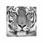 Tiger by PhotoINC Studio (12"H x 12"W x 1.5"D)