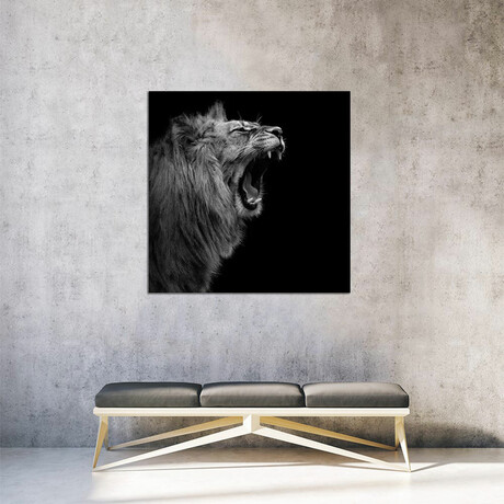 Lion In Black & White I by Lukas Holas (12"H x 12"W x 1.5"D)