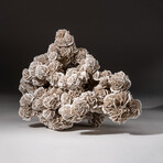 Large Genuine "Desert Rose" Selenite Cluster
