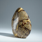 Genuine Septarian Freeform