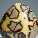 Genuine Septarian Freeform