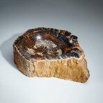 Genuine Petrified Wood Bowl