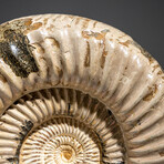 Genuine Ammonite Fossil